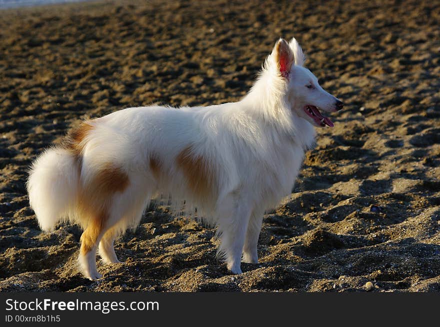 White dog on the beach. White dog on the beach