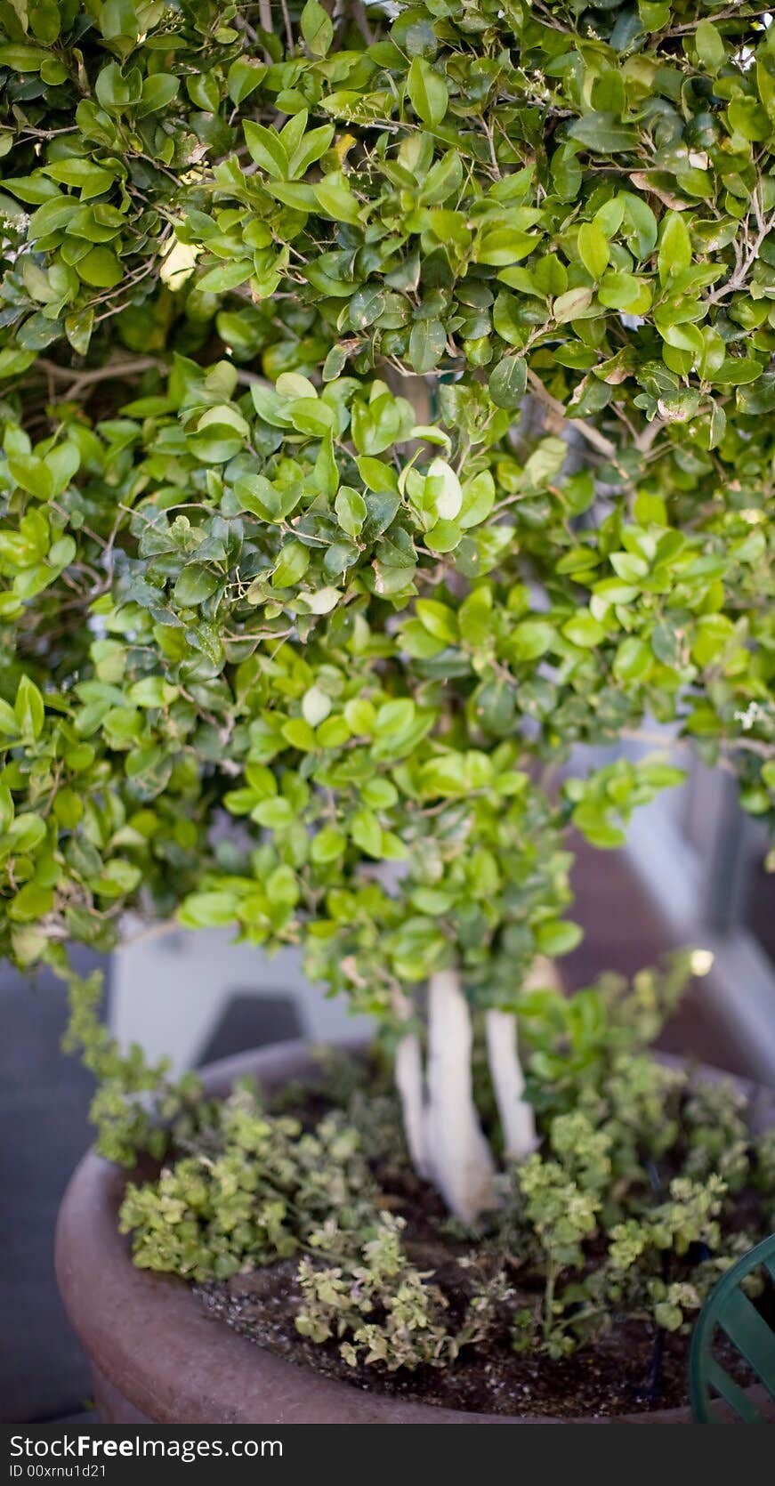 Close up of small green tree with many leaves. Close up of small green tree with many leaves