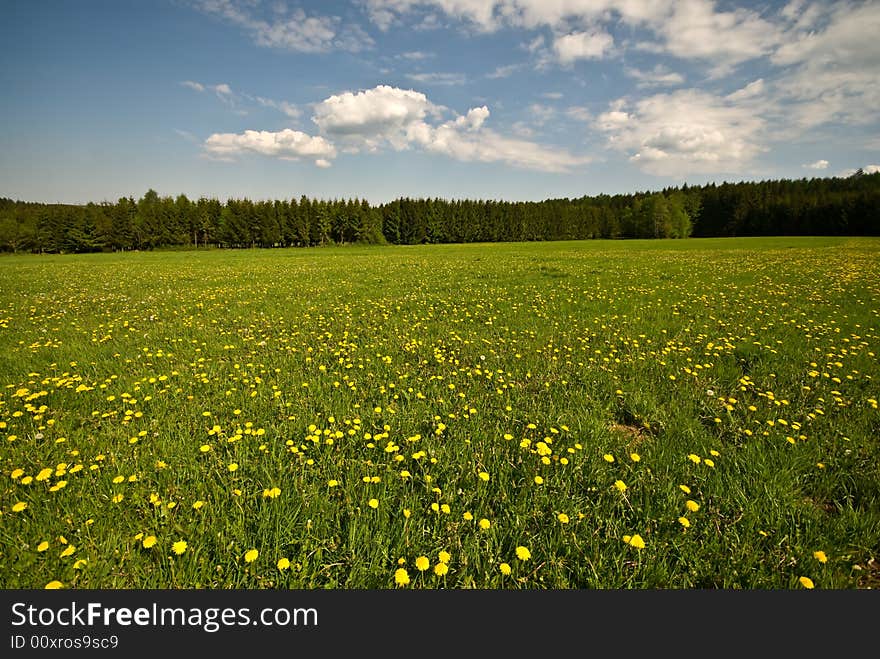 Summer Landscape