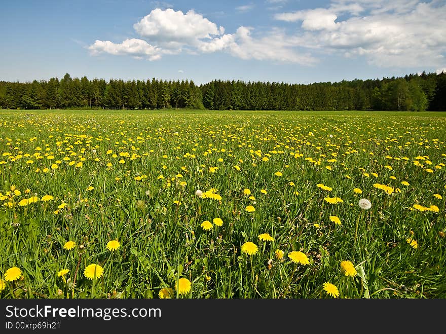 Summer landscape with dandelions.