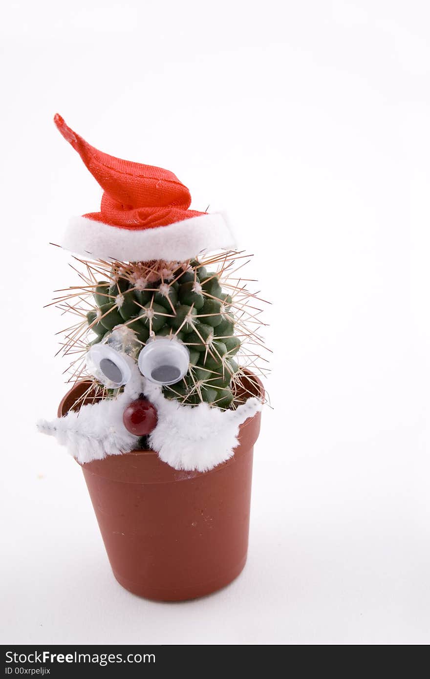 Cactus plant as a Santa Claus, funny figure