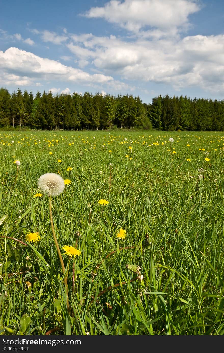 Green summer landscape