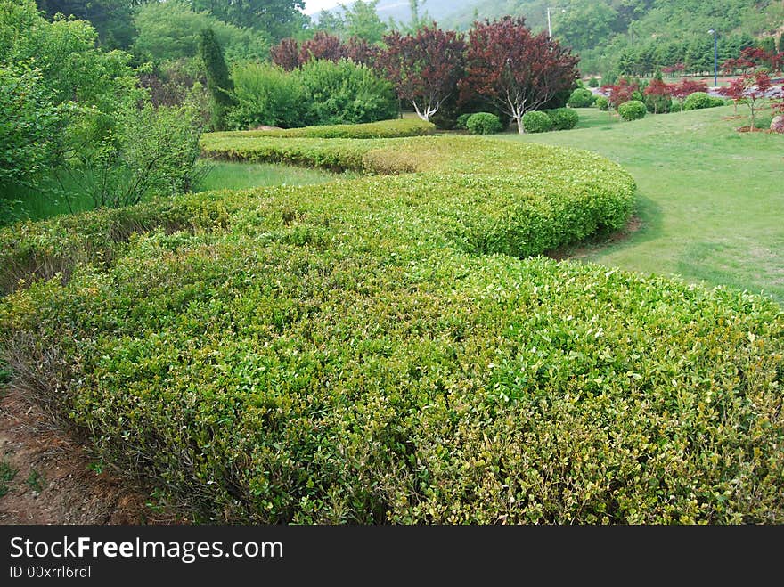 Green, park ,beautiful,trees,grass