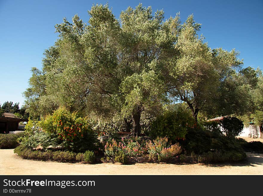 Huge tree surrounded by flowers in middle of courtyard. Huge tree surrounded by flowers in middle of courtyard