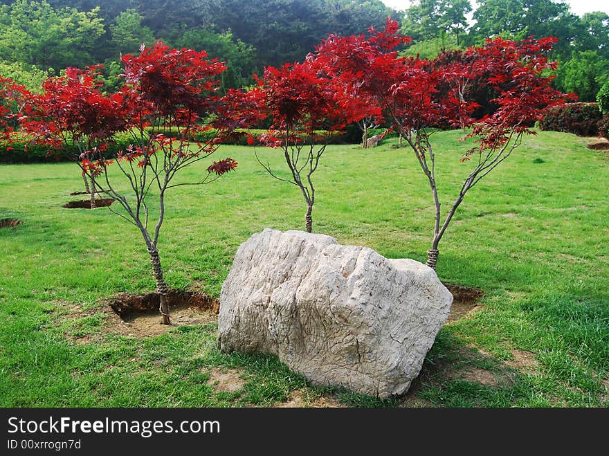 Park,maple,rock,tree,lawn