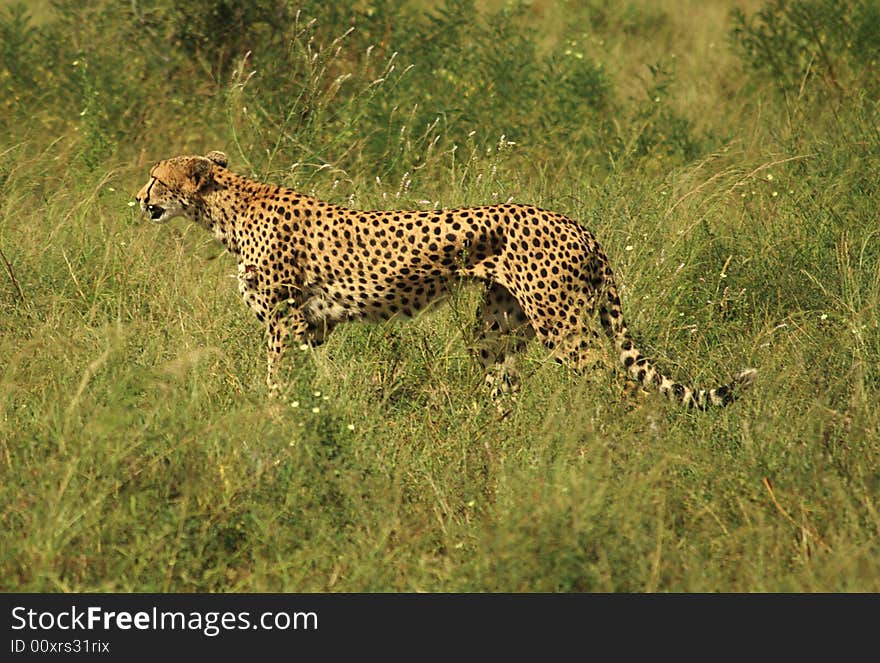 Injured cheetah