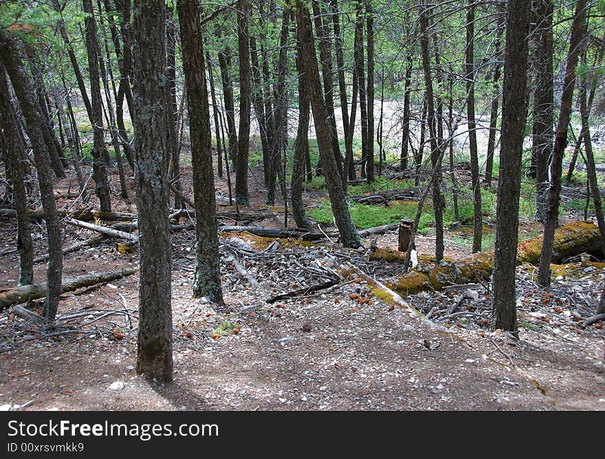 Trees Besides A Hiking Trail