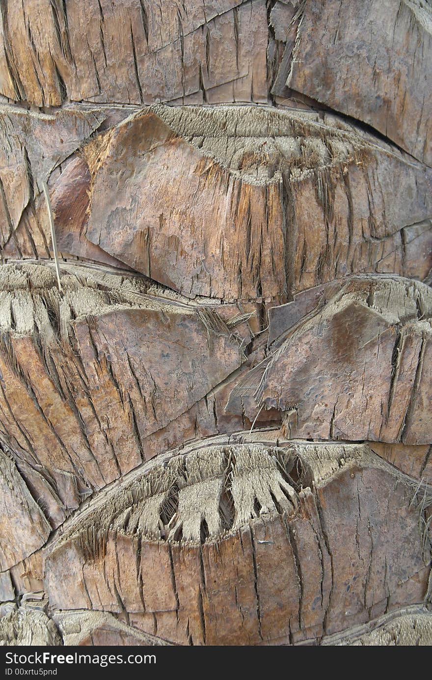 Palm tree texture, trunk close-up