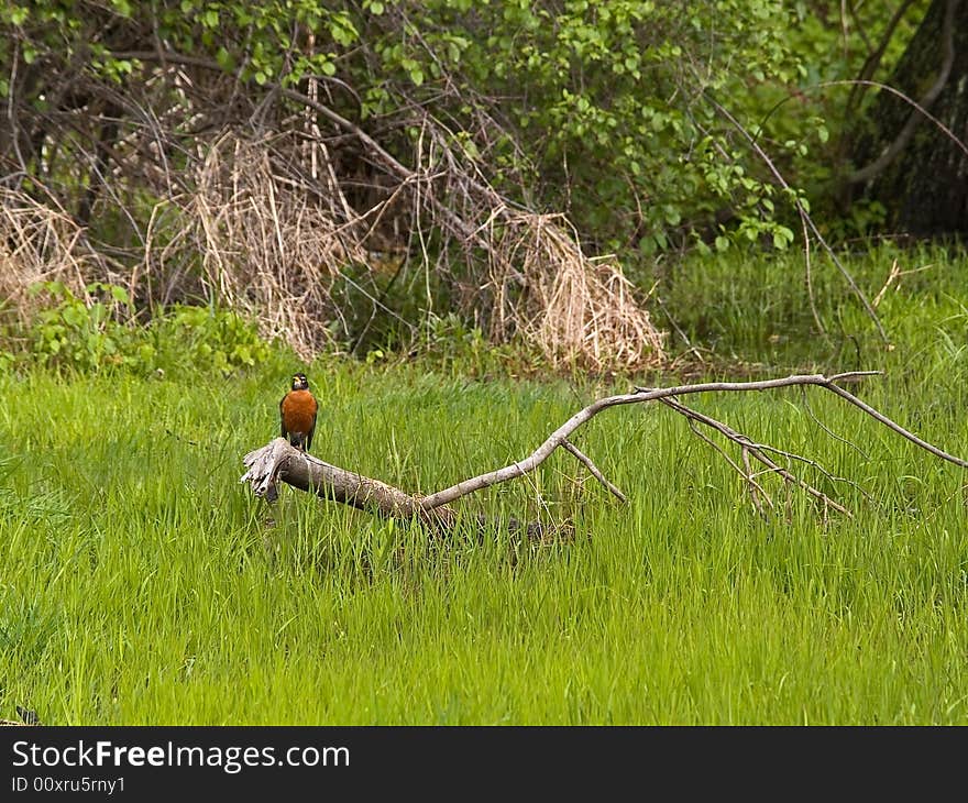 Wetlands Wildlife