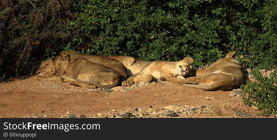 Lions Basking In The Sunshine