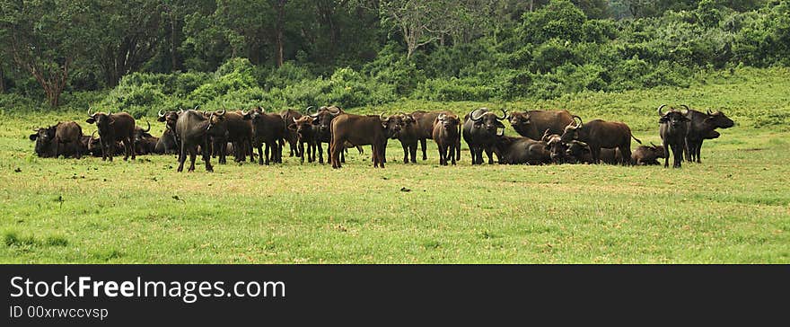 Herd of buffalo in Kenya Africa