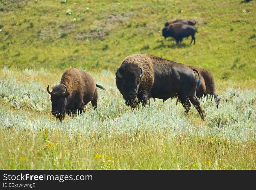 American bison in Yellowstone NP, Wyoming. American bison in Yellowstone NP, Wyoming