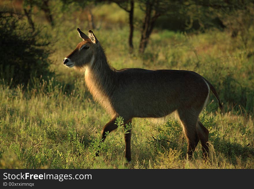 Common waterbuck found in Kenya Africa