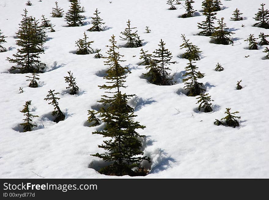 Pine trees on the snow