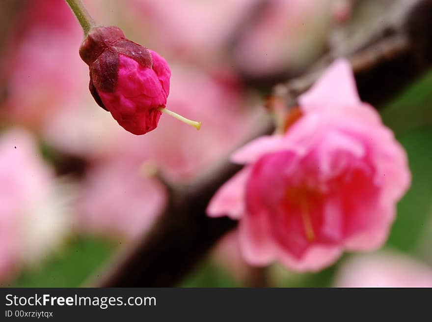 Mei Flower And Bud