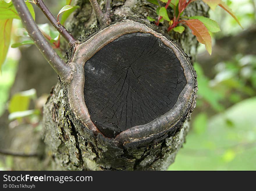 Closeup of a cut tree branch