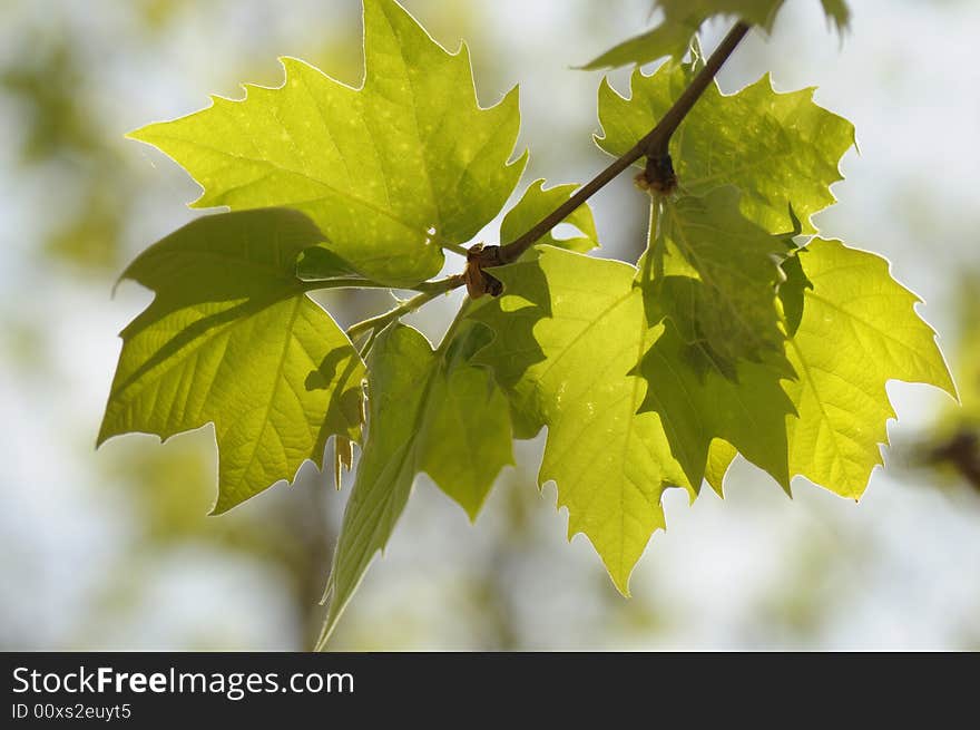 Close up of green maple leaves in summer. Close up of green maple leaves in summer