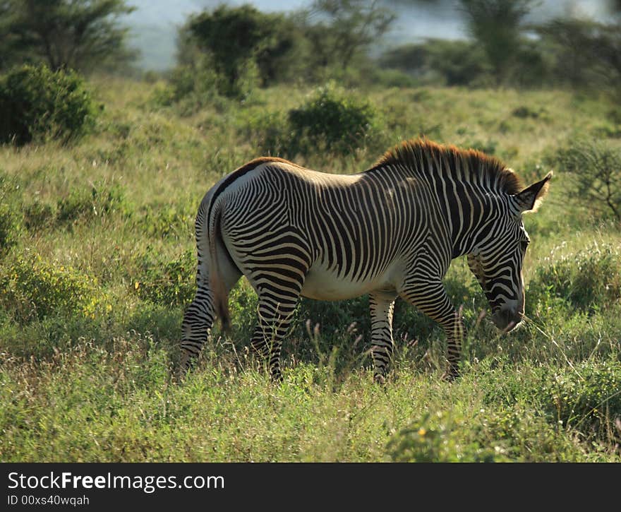 Single Grevy's Zebra found in Samburu Kenya