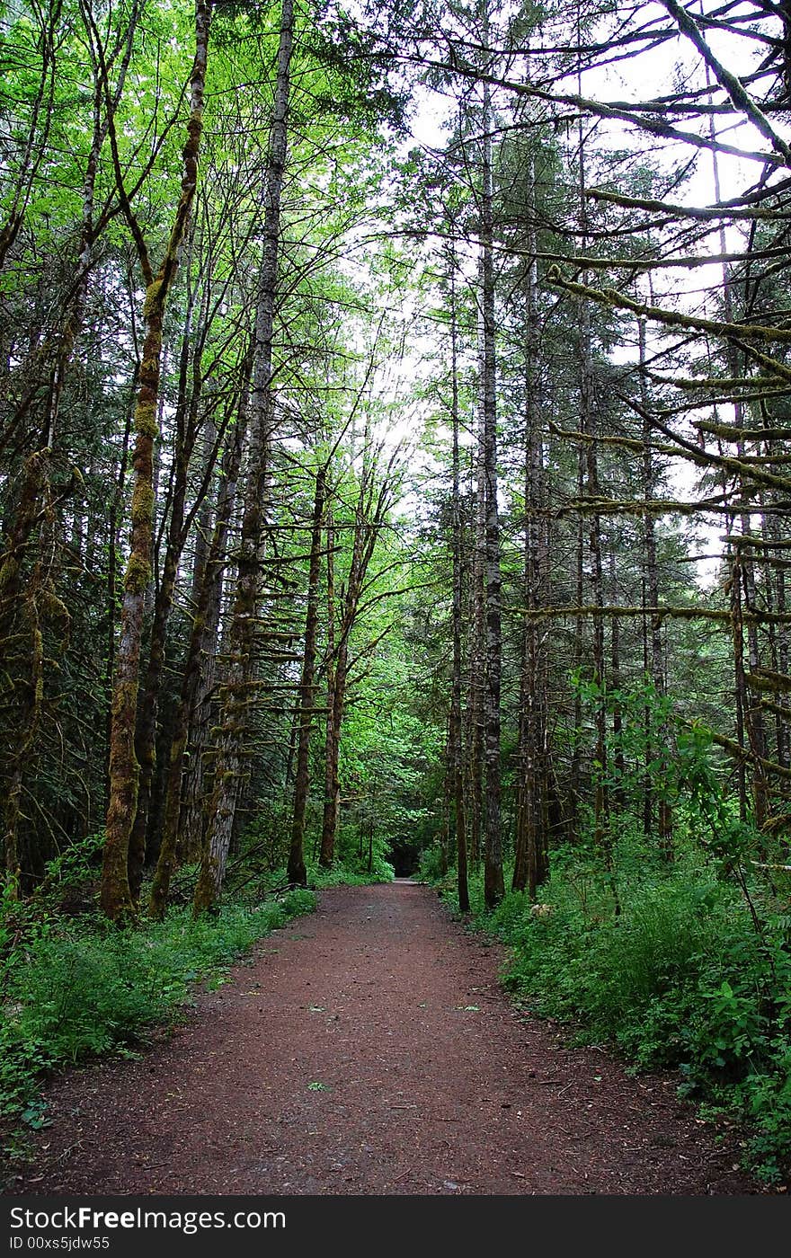 Rainforest trail in highlands, vicotria, british columbia, canada