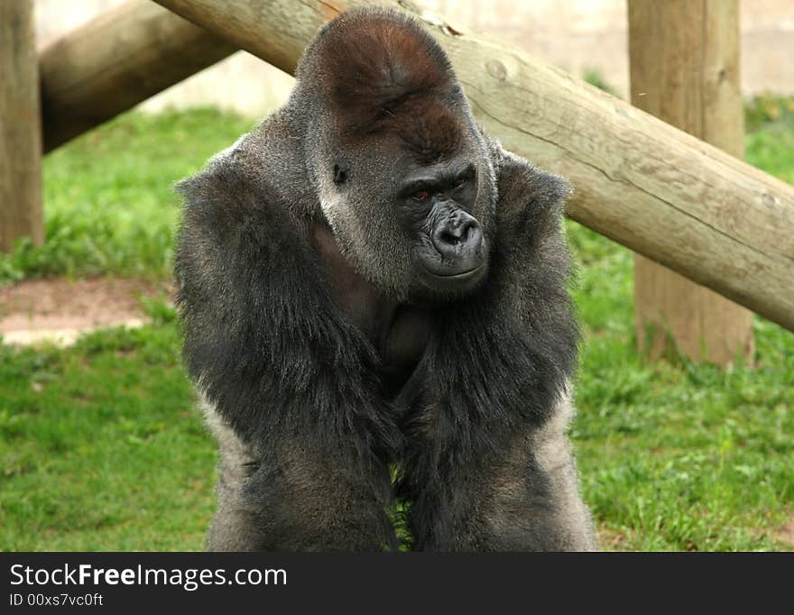 Silverback gorilla male in zoo