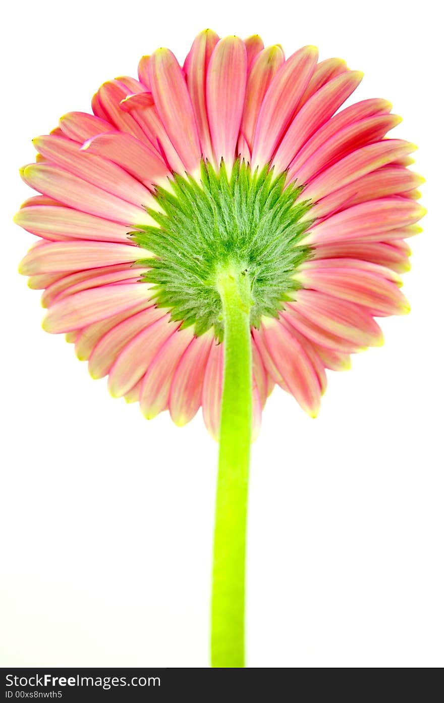 A pink gerbera isolated against a white background