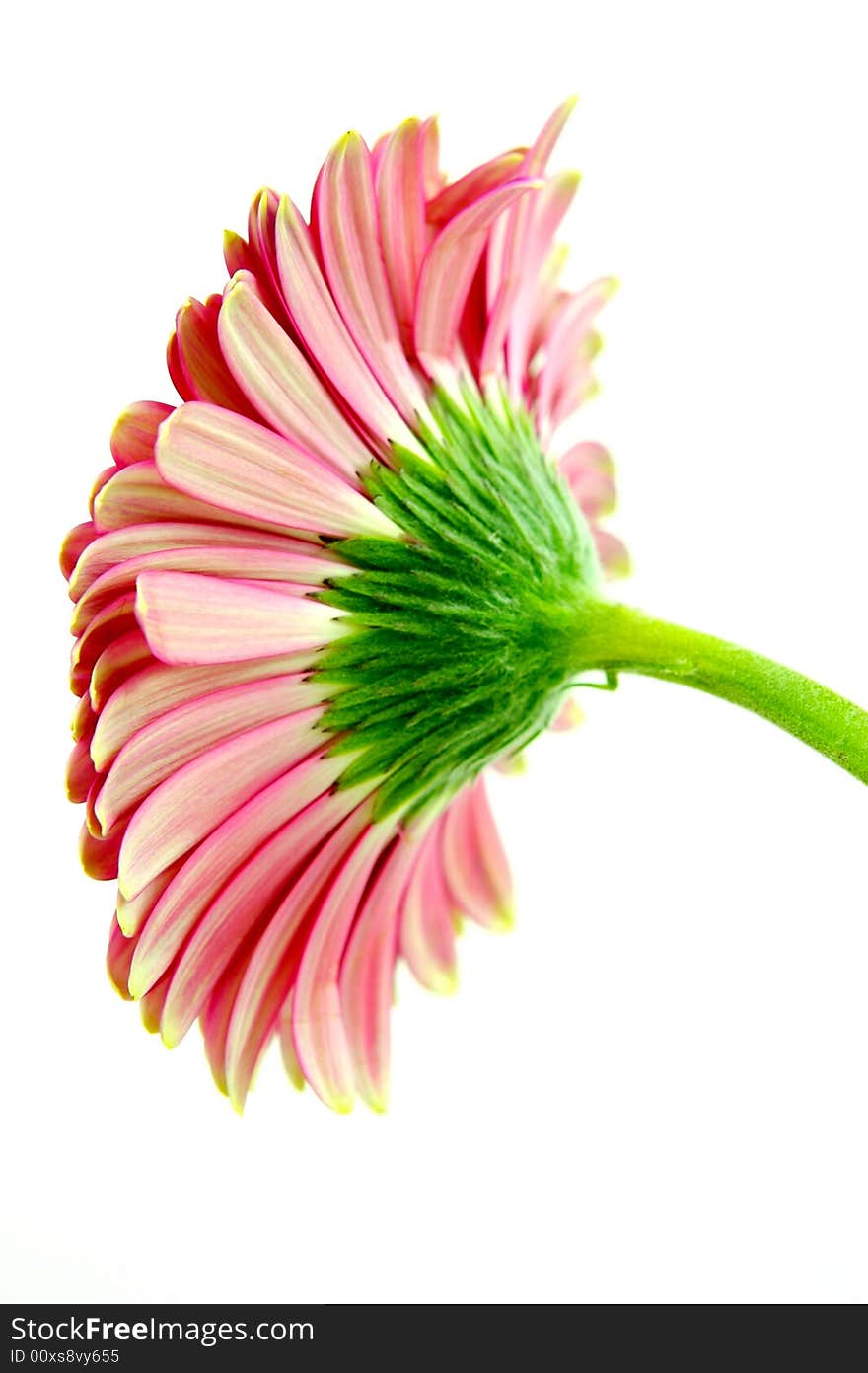 A pink gerbera isolated against a white background