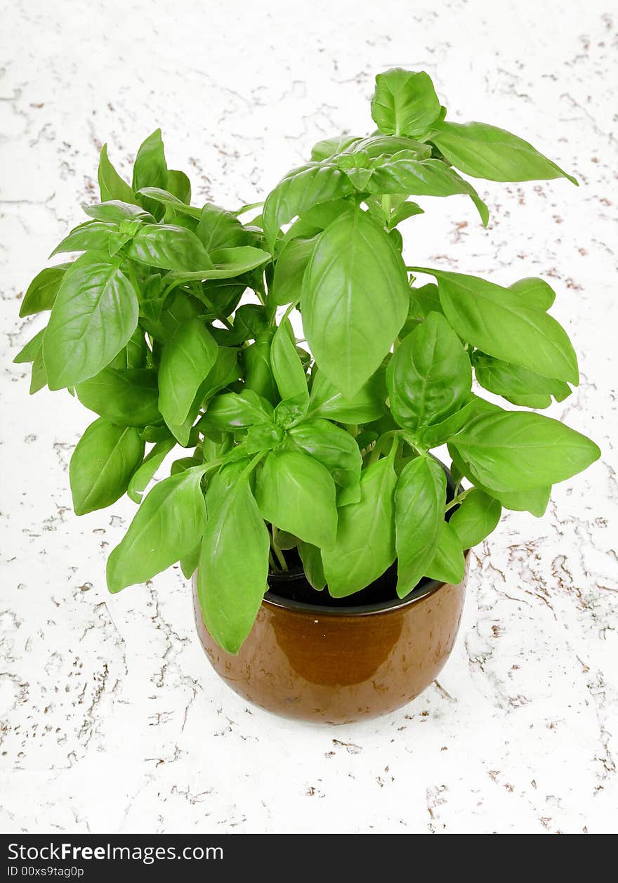 Fresh basil plant