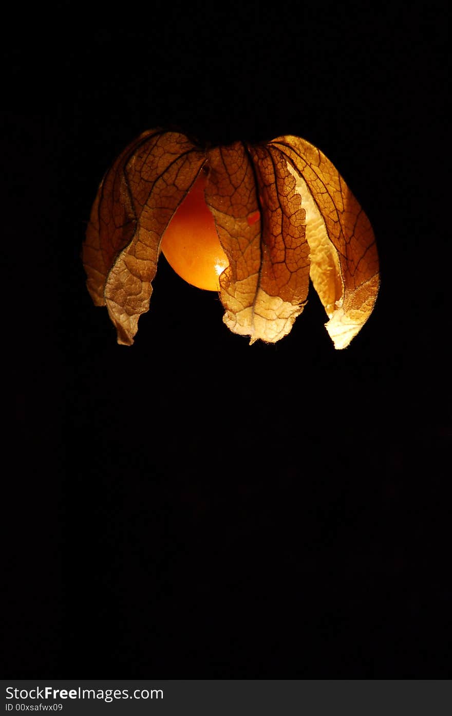 Physalis