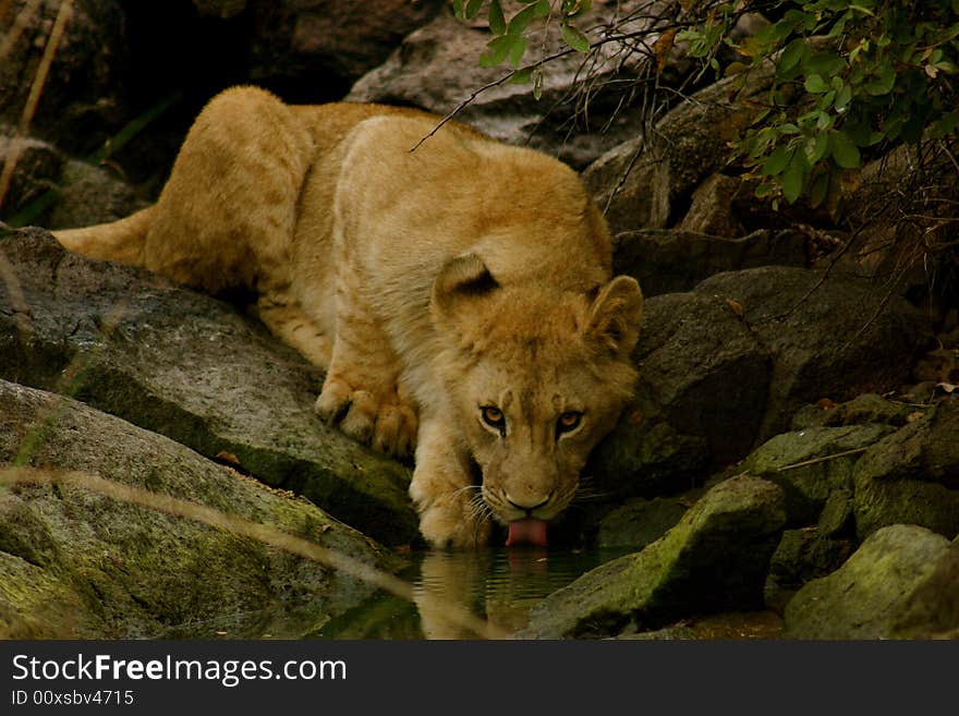 Young male lion drinking