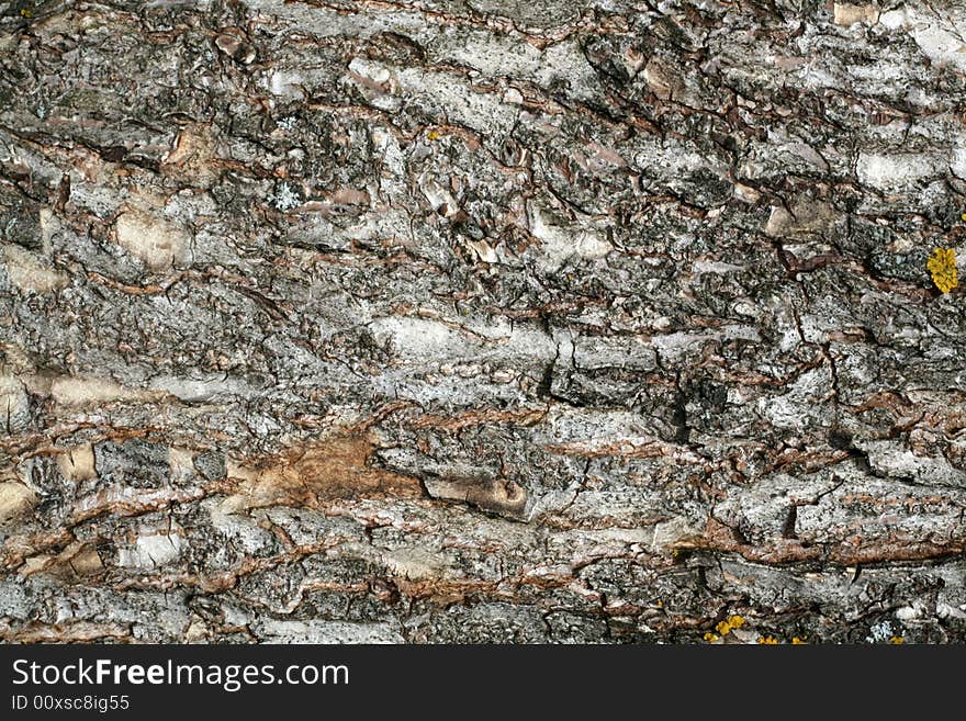 Old tree bark texture close up