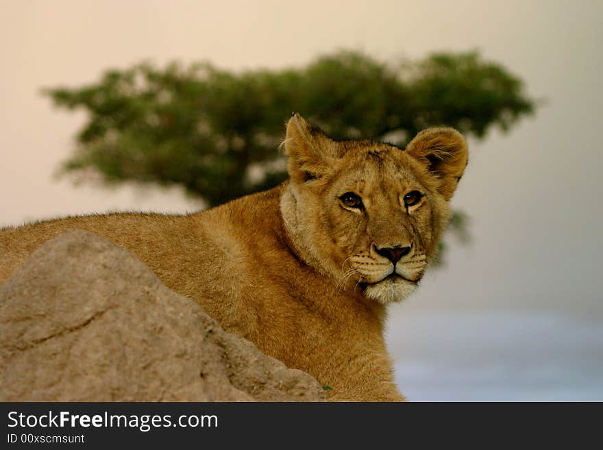 Young female lion