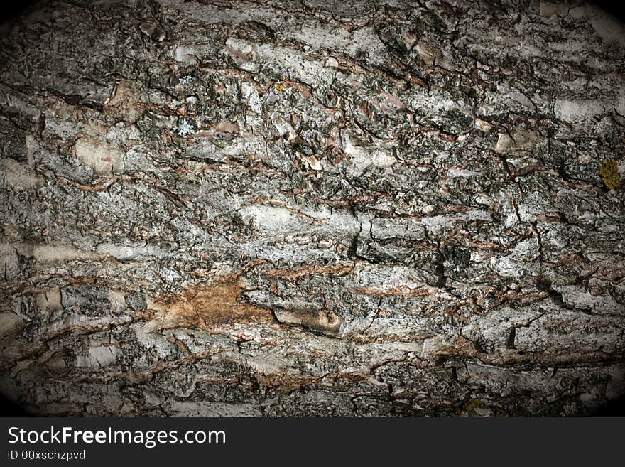 Old grunge bark texture with border. Old grunge bark texture with border