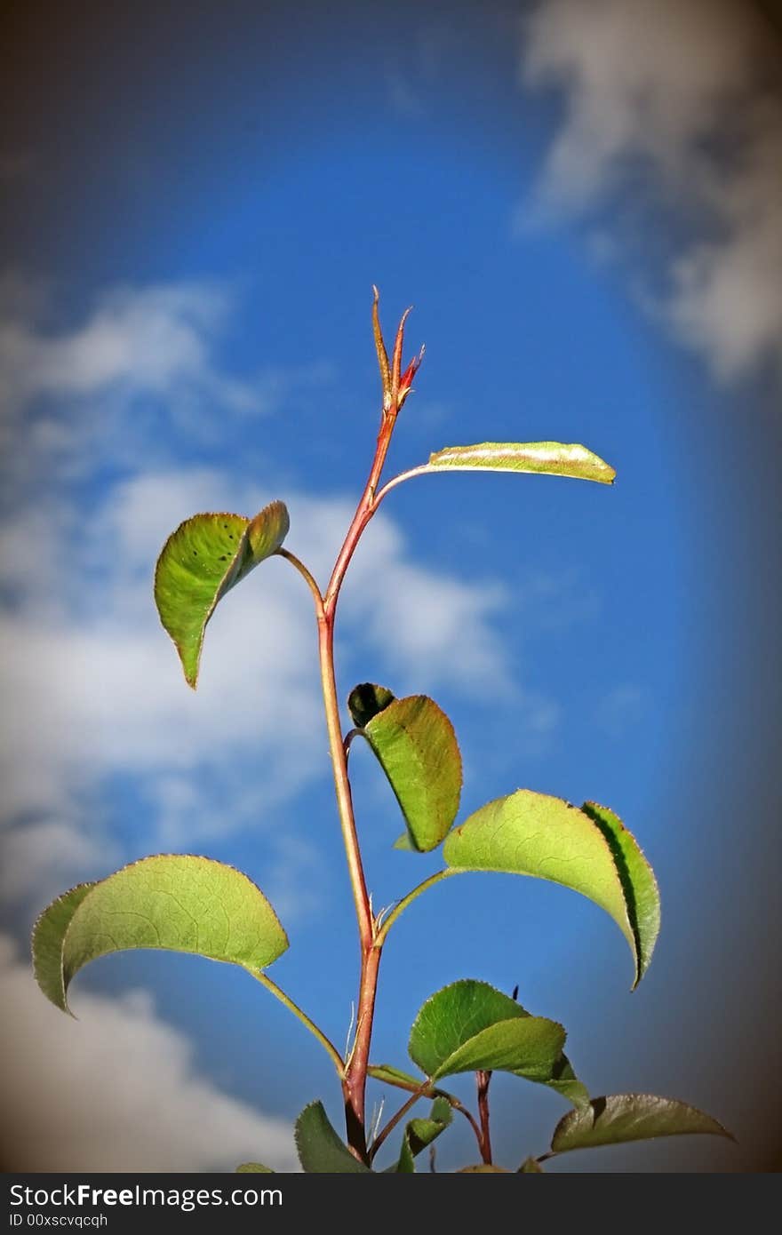 Green plant with borderclose up