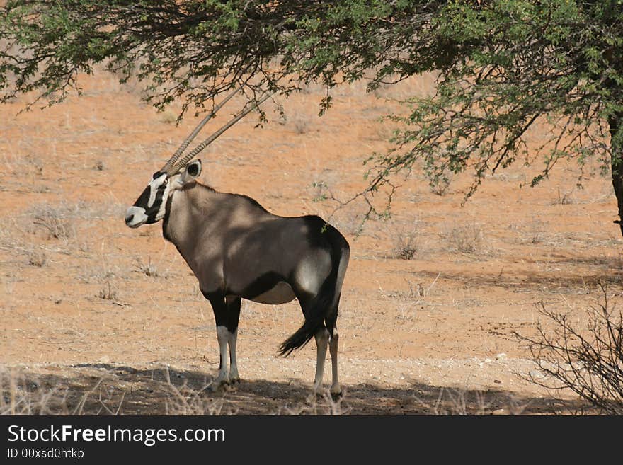 Oryx