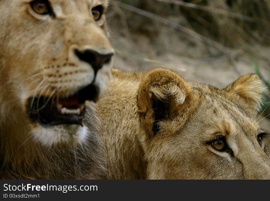 Two young (male & female) african lions. Two young (male & female) african lions