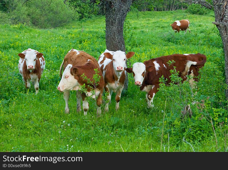 Cows