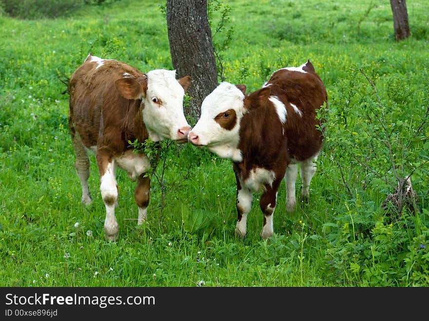 Couple of calfs in nature, grazing in rural scene