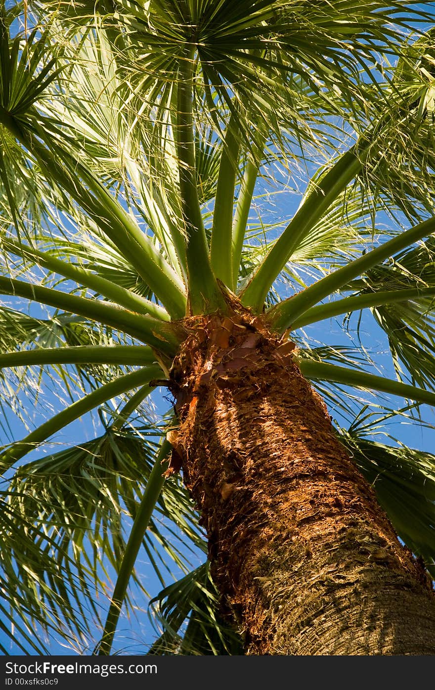 In the shade of a palm tree