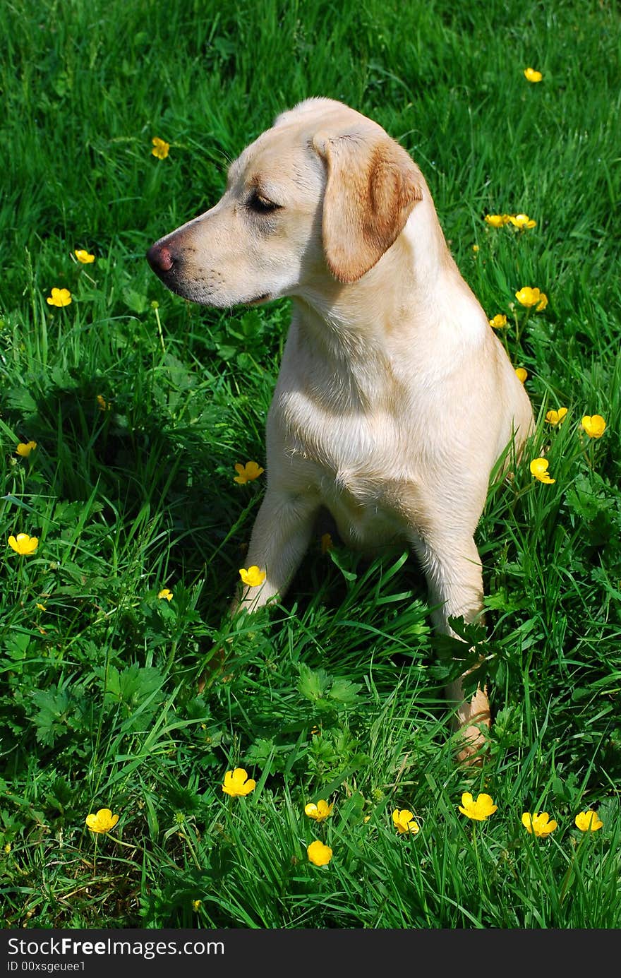 Shot of a cute labrador puppy in a field of buttercups