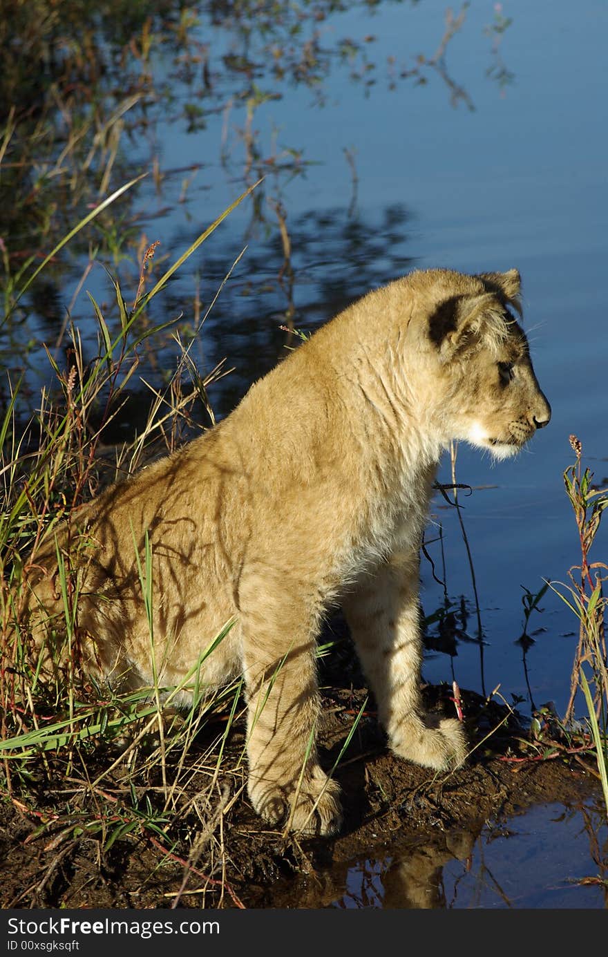 Lion cub