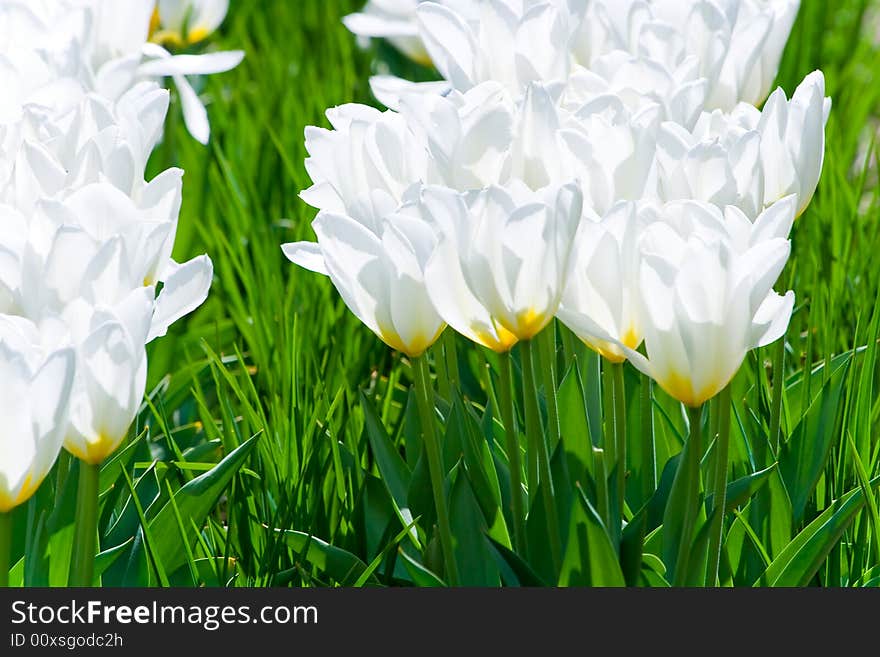 Green tulips in the city center