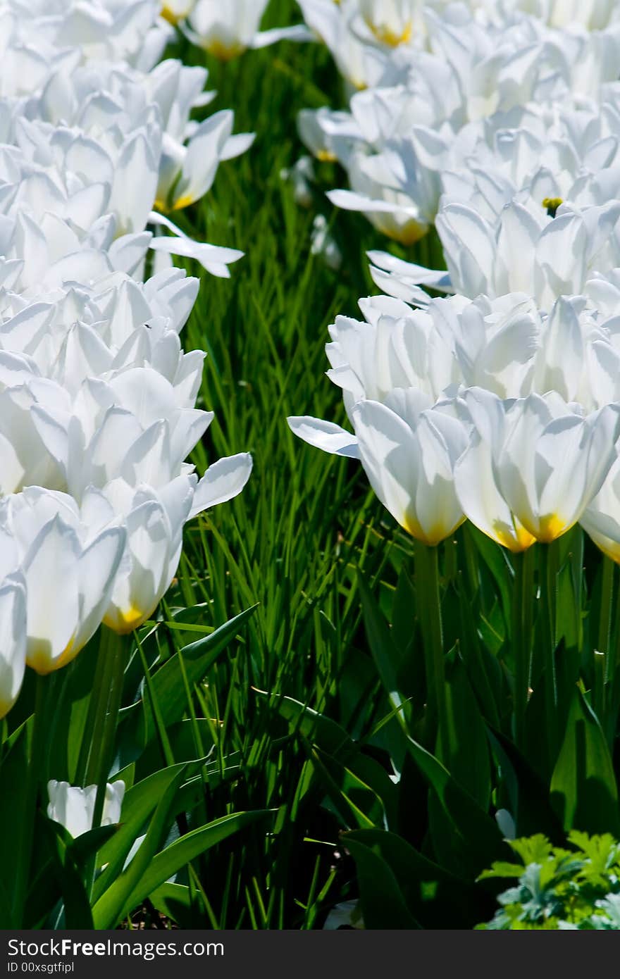 A lot of white tulips