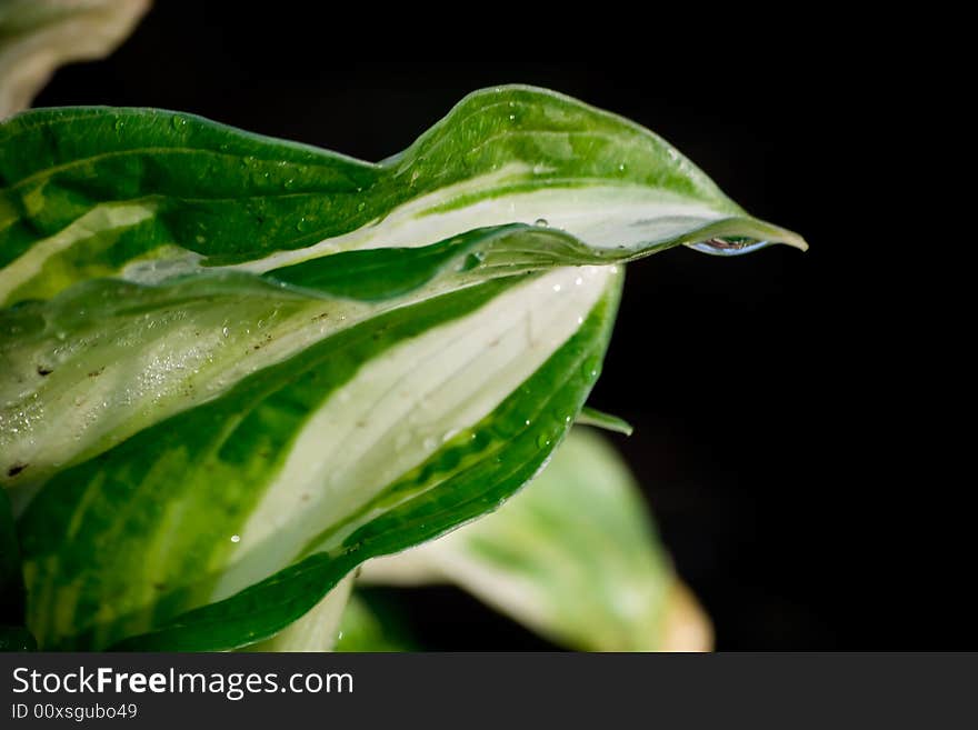 Part of green leaf isolated on black