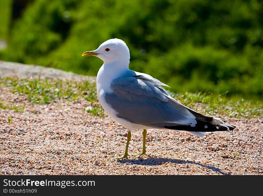 Bird gull on the sand