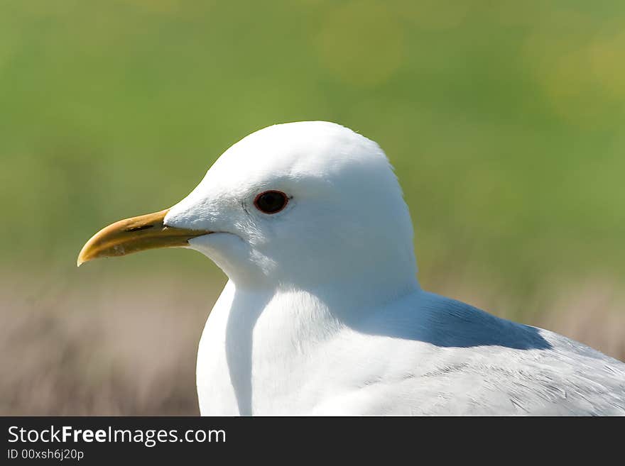 Sea-gull close-up