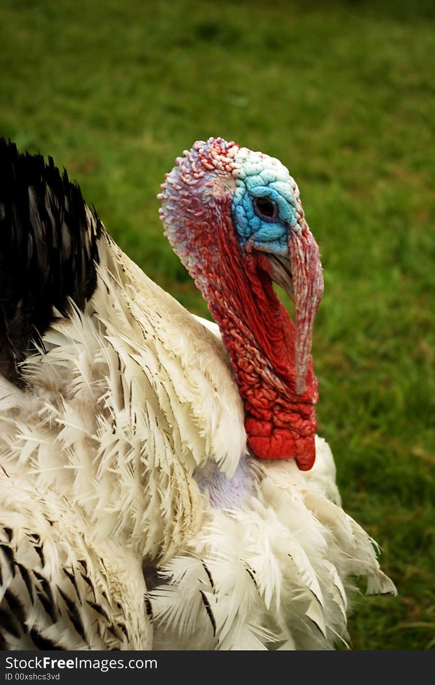 A rescued turkey poses patiently for a portrait. A rescued turkey poses patiently for a portrait