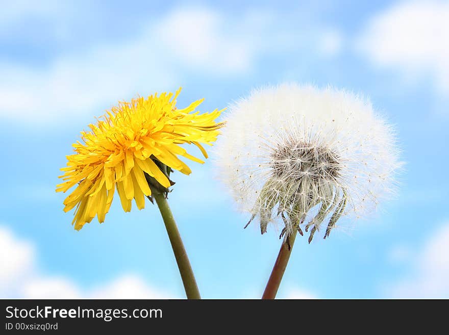 Yellow and white dandelions outdoors. Yellow and white dandelions outdoors