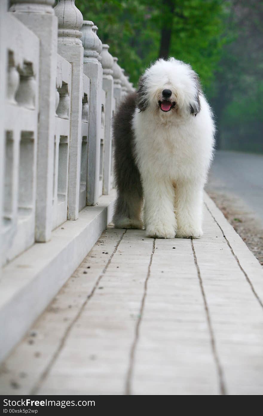 A beautiful english old sheepdog,outdoors