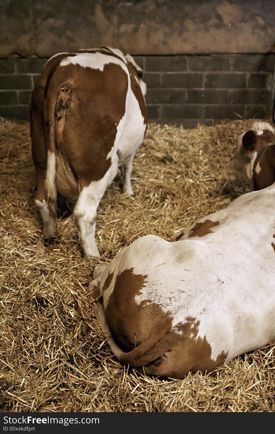 Milk Cows in a cow barn