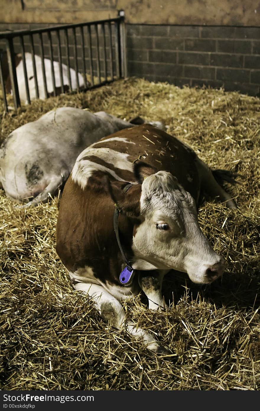 Milk Cows in a cow barn